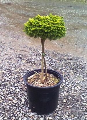 PIcea orientalis 'Professor Langner' - smrk východní 