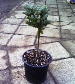 Abies koreana 'Icebreaker' - jedle korejská