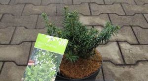 Abies balsamea ´Nana´ - jedle balzámová