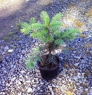 Abies concolor - jedle ojíněná