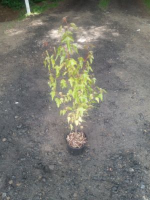 Acer ginnala - javor amurský