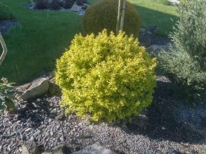 Berberis thunbergii ´Aurea´ - dřišťál Thunbergův