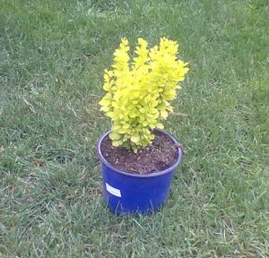 Berberis thunbergii ´Maria´- dřišťál Thunbergův 