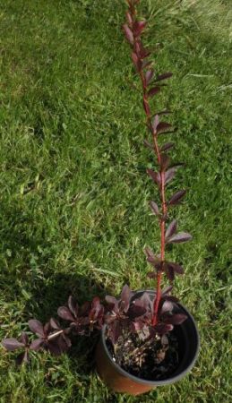 Berberis thunbergii ´Red Schieff´ - dřišťál Thunbergův