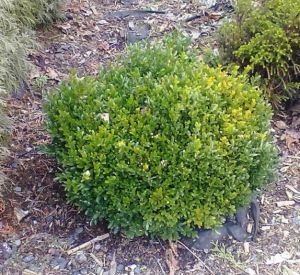 Buxus microphylla 'Globosa' - zimostráz malolistý