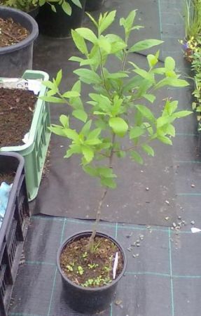 Mespilus germanica - mišpule německá