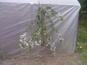 Malus baccata 'Gracilis' - jabloň 