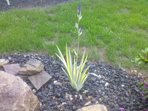 Iris pallida variegata - kosatec panašovaný