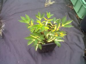 Filipendula ulmaria " Variegata " - tužebník jilmový