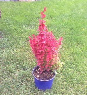 Berberis thunbergii ´Orange Rocket´ - dřišťál Thunberův 