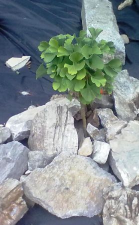 Ginkgo biloba 'Mariken'- jinan dvoulaločný