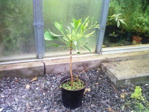 Ginkgo biloba 'Umbrella' - jinan dvoulaločný