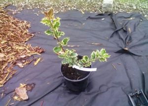 Ilex aquifolium ´Argentea Marginata´ - cesmína ostrolistá