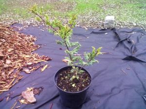 Ilex meserveae ‚Ferox' – cesmína modrá