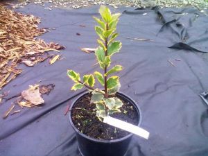 Ilex aquifolium ´Aureo Marginata´ - cesmína ostrolistá