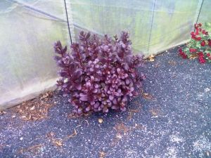Sedum telephium 'Chocolate' - rozchodník nachový