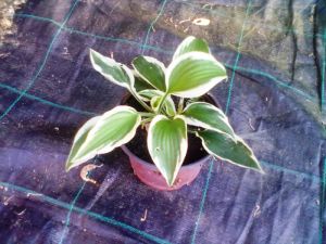 Hosta 'Patriot' - bohyška