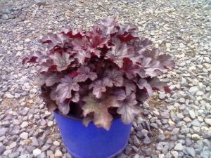 Heuchera hybrida 'Milan' - dlužicha 