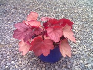 Heuchera hybrida 'Georgia Peach' - dlužicha