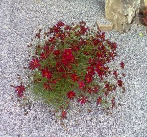 Coreopsis rosea 'Twinkles bells Red' - krásnoočko