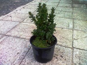 Buxus sempervirens 'Tall Boy' - zimostráz obecný