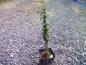 Cornus sanguinea 'Compressa' - svída výběžkatá