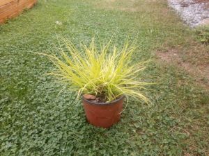 Pennisetum alopecuroides 'Hameln Gold' - vousatec
