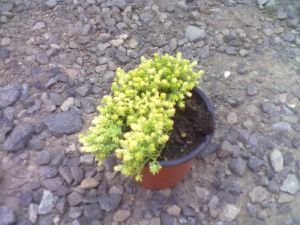 Sedum acre 'Aurea' - rozchodník ostrý 