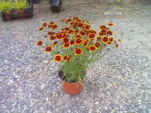 Coreopsis verticillata 'Chorasan Yellow Bicolor' - krásnoočko