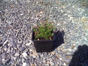 Thymus praecox Coccineus - mateřídouška raná