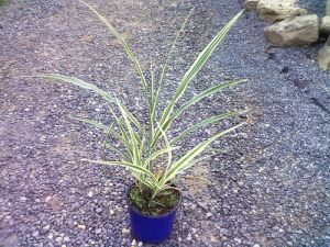 Miscanthus sinensis 'Cosmopolitan' - ozdobnice čínská 