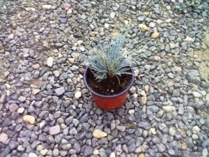Festuca cinerea 'Uchte' - kostřava popelavá