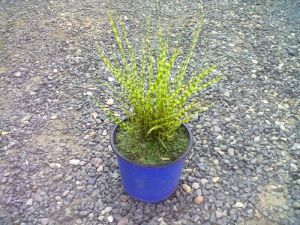 Miscanthus sinensis 'Gold Bar' - ozdobnice čínská