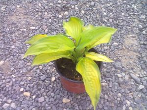 Hosta 'Guacamole' - bohyška