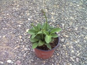 Hosta 'Blue Mouse Ears' - bohyška