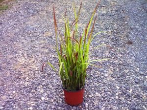 Imperata cylindrica 'Red Baron' - lalang válcovitý
