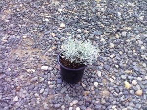 Leucophyta brownii - drátovec