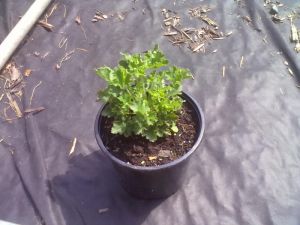 Heuchera americana 'Malachite' - dlužicha