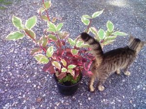 Cornus alba 'Sibirica Variegata' - svída bílá 