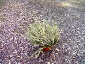 Calluna vulgaris 'Alicia' - vřes obecný 