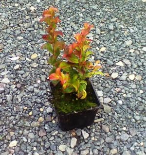 Leucothoe axillaris 'Curly Red' - leucothoe 