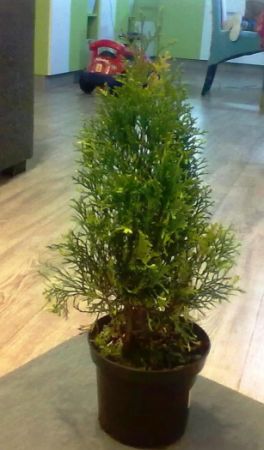 Thuja occidentalis ´Smaragd Variegata´ - zerav západní