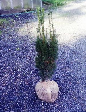 Taxus x media 'Hicksii' - tis prostřední