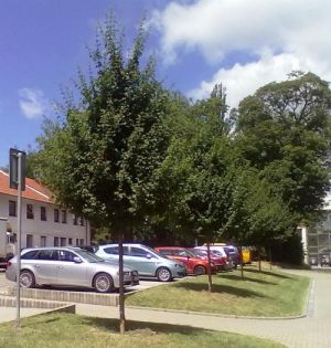 Acer campestre - javor babyka