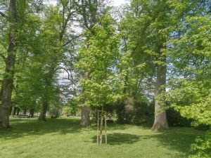 Acer platanoides - javor mléč