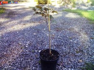 Acer pseudoplatanus ´Handy Jerry´ - javor klen