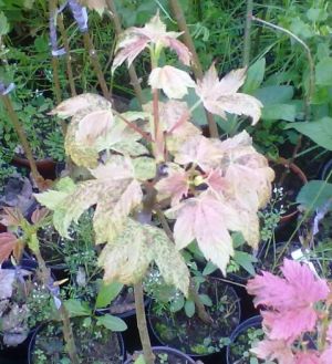 Acer pseudoplatanus ´Prince Camille de Rohan´ - javor klen