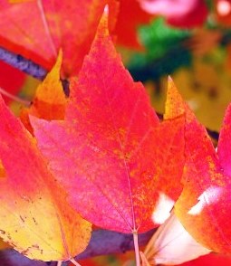 Acer rubrum - javor červený
