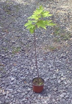 Acer saccharinum - javor cukrový
