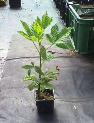 Aesculus hippocastanum - jírovec maďal